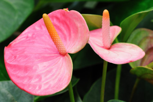 家里最旺财的十种花 红掌、茶花、凤梨花等